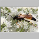 Ichneumon sp - Schlupfwespe m01a 14mm - OS-Hellern Wiese det06.jpg